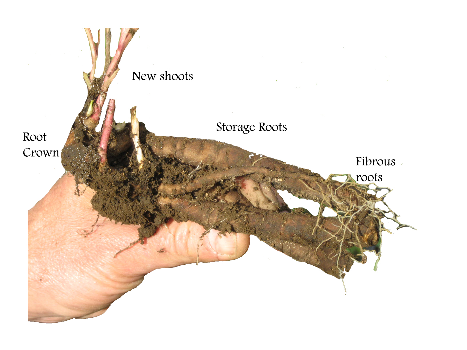 10 Reasons Why Peonies Fail To Bloom Alaska Peony Cooperative