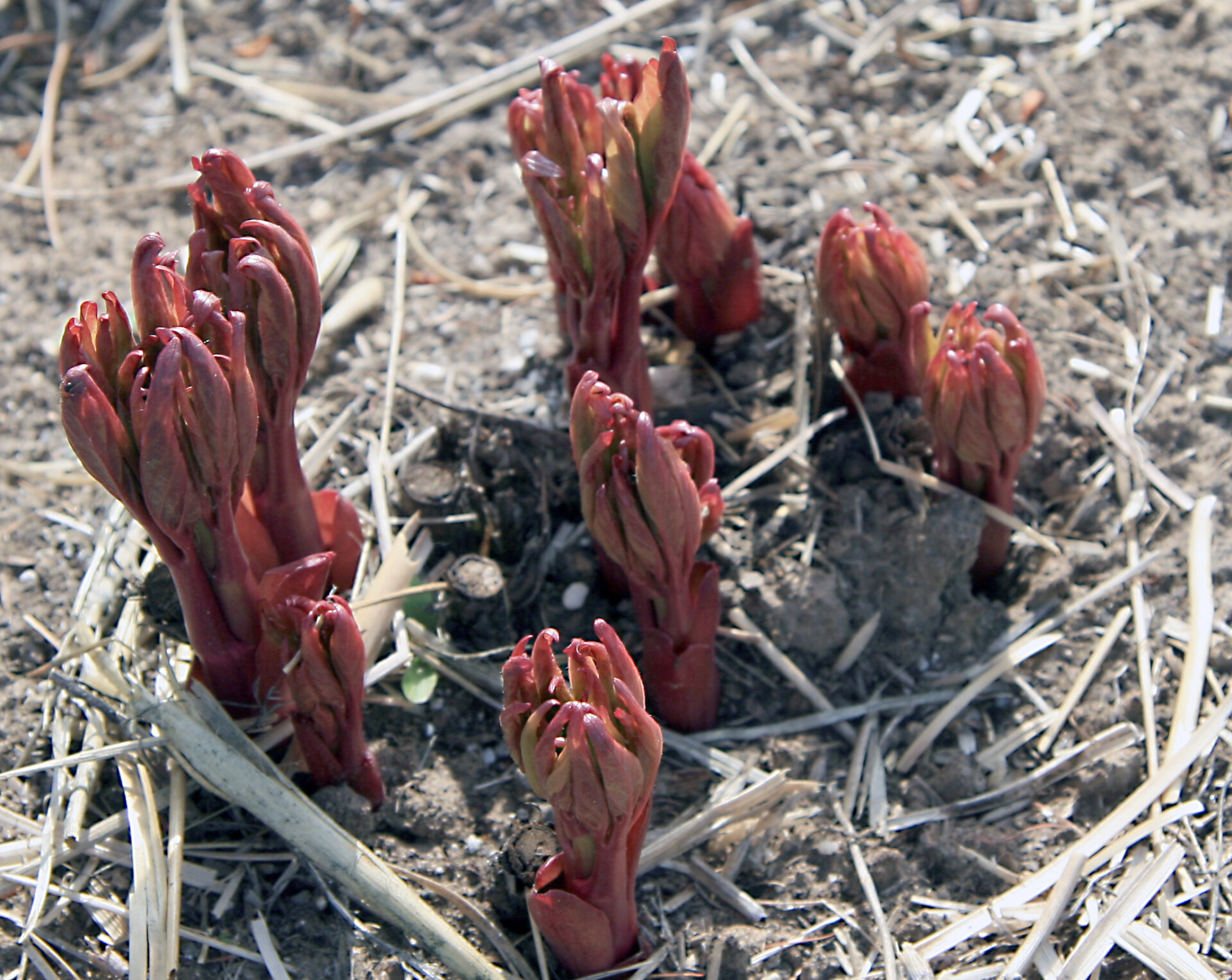 10 Reasons Why Peonies Fail To Bloom Alaska Peony Cooperative