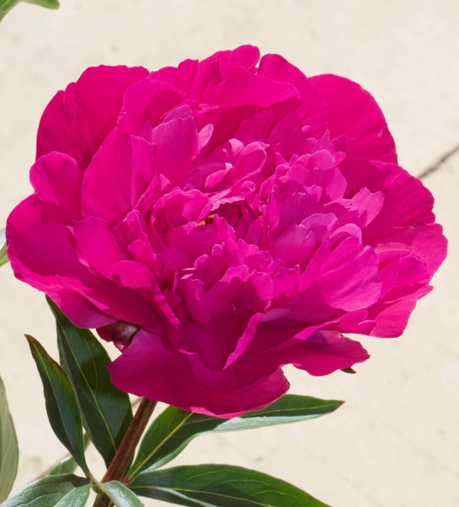 Top 5 Most Fragrant Peonies Alaska Peony Cooperative